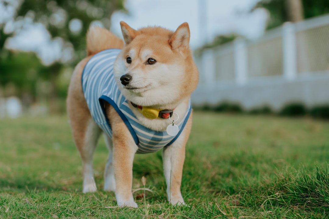 Compare Electric Dog Fence Installation Costs